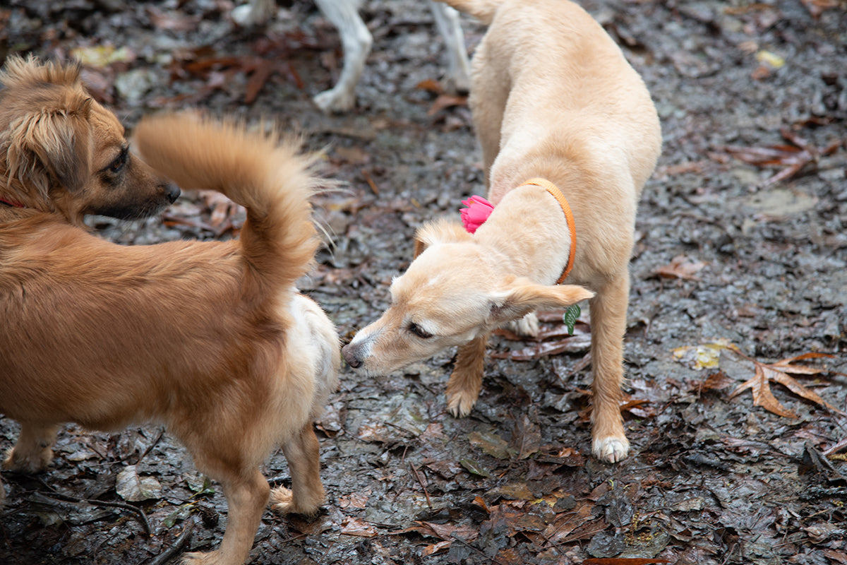 Hunde Schnuffeln Im Schritt