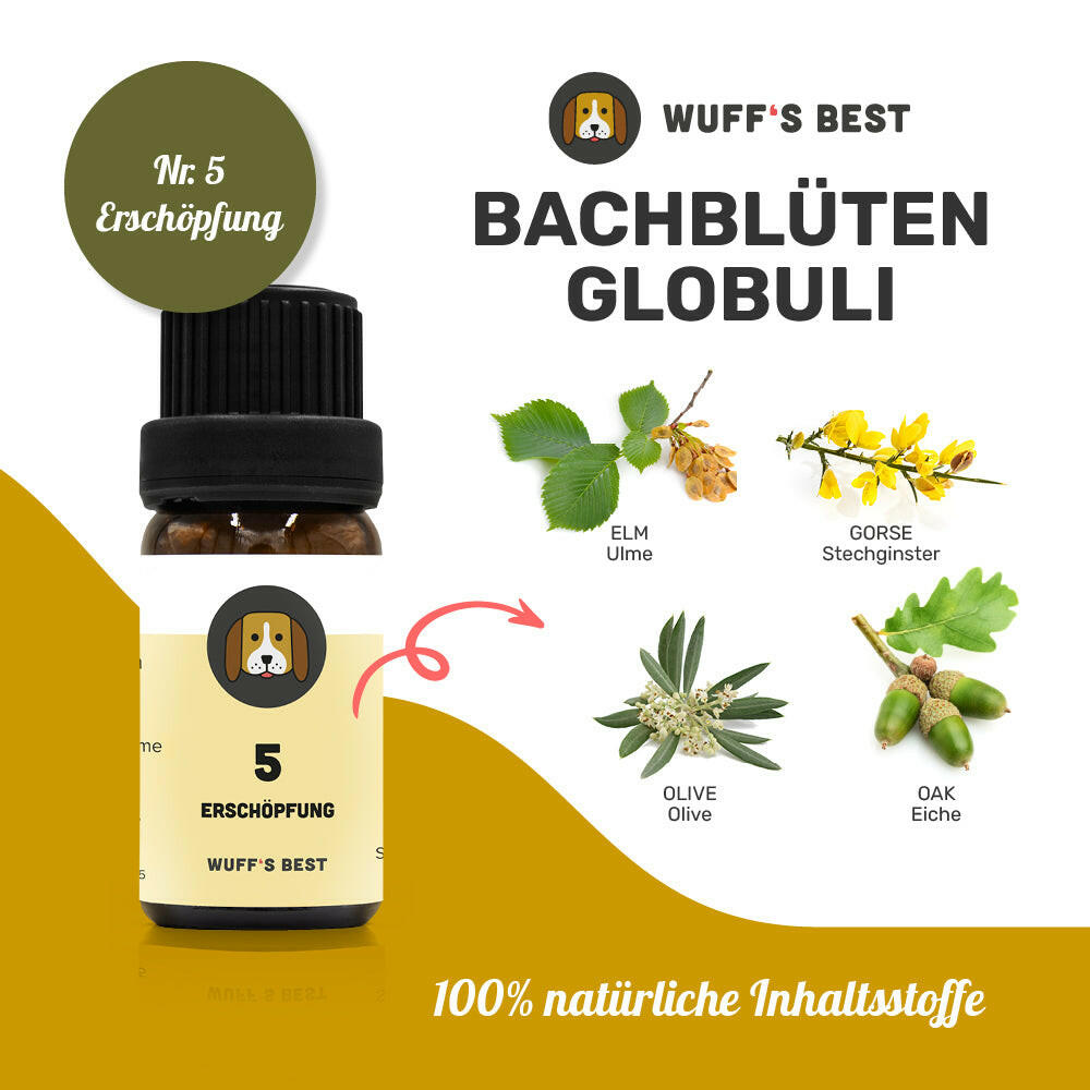 Bachblüten_Erschöpfung_Globuli_Nr.5