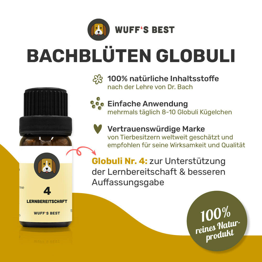 Bachblüten_Lernbereitschaft_Globuli_Nr.4