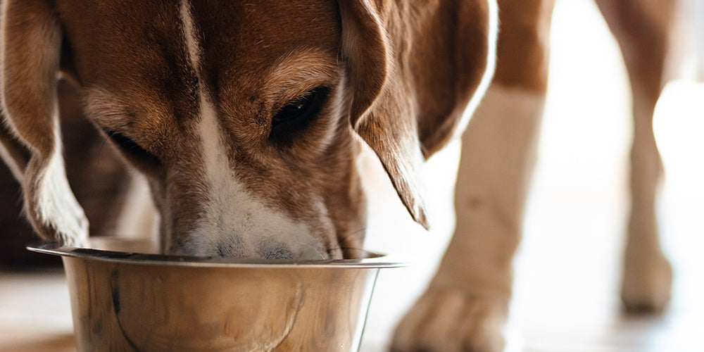 Nahrungsergänzungsmittel für Hunde