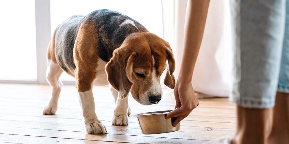 Nahrungsergänzungsmittel für Hunde