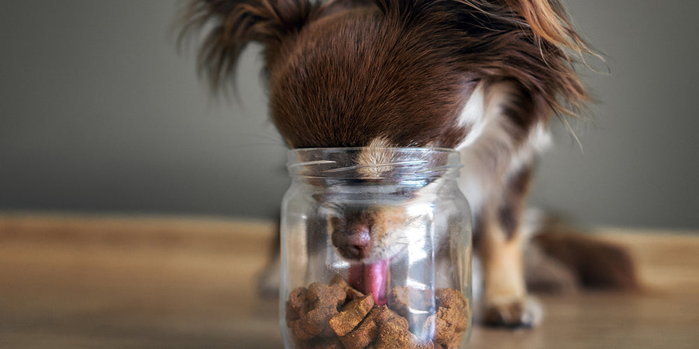 Intelligenzspielzeug für Hunde