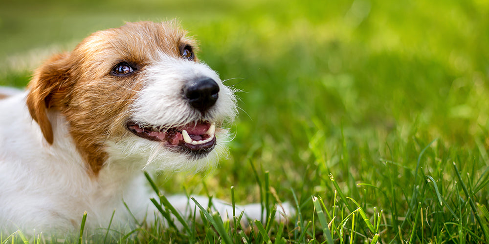 Zahnpflege für Hunde