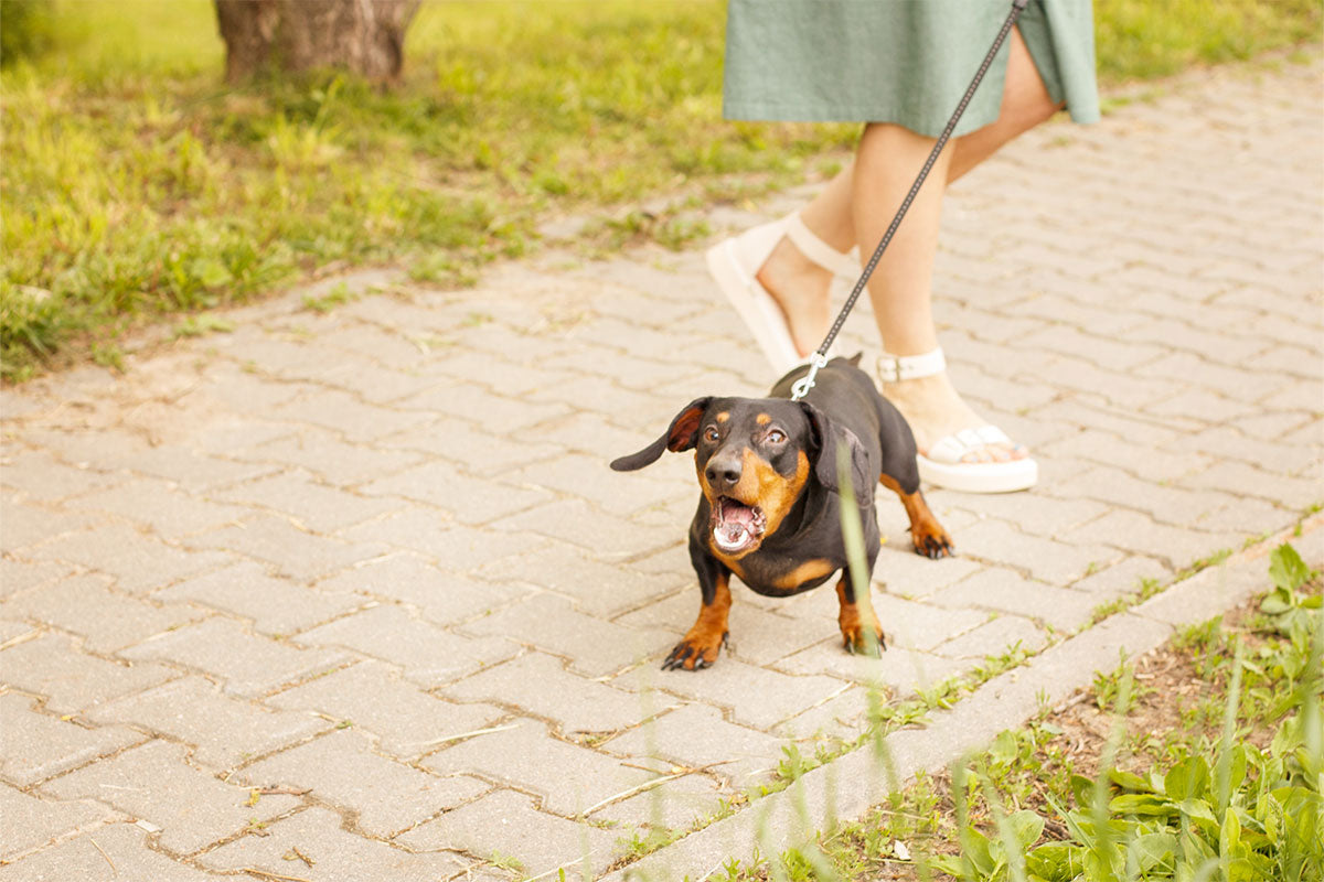 Dein Hund pöbelt an der Leine? So stoppst du Stress-Spaziergänge sofort (echte Erfahrung mit Nala)
