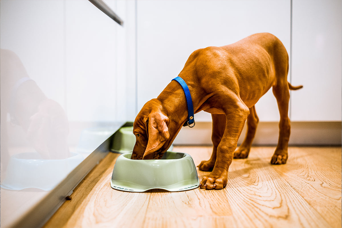 Welche Vorteile bietet getreidefreies Trockenfutter mit Monoprotein?