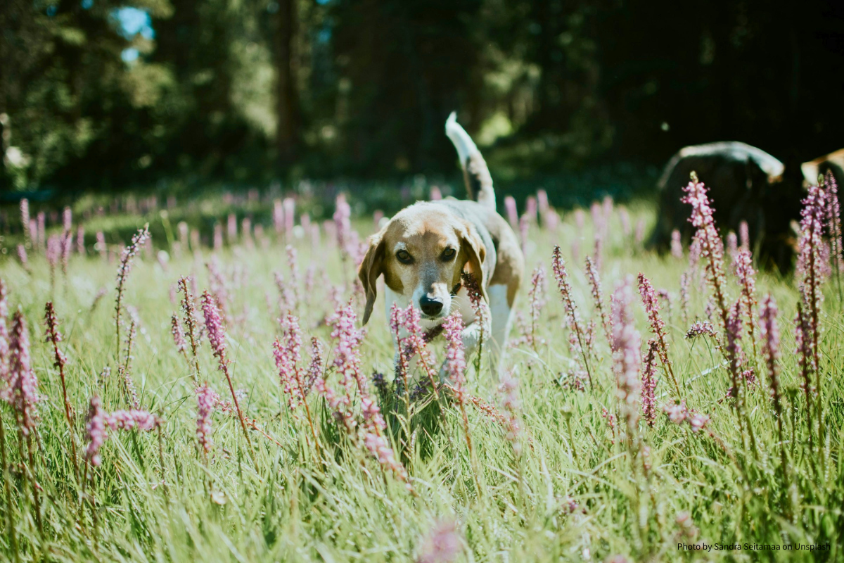 Bachblüten für Hunde bei Stress, Unsicherheit und Veränderungen – Anwendung und Erfahrungen