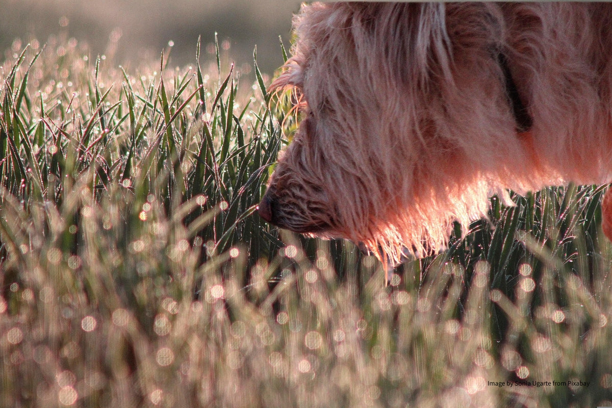Hund schnüffelt intensiv im taunassen Gras – Nasenarbeit und Schnüffelspiele für Hunde