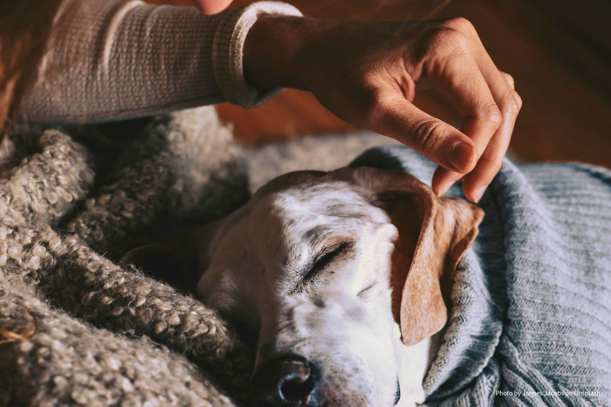 Globuli für Hunde: Wann sie eingesetzt werden und worauf Du im Alltag achten solltest