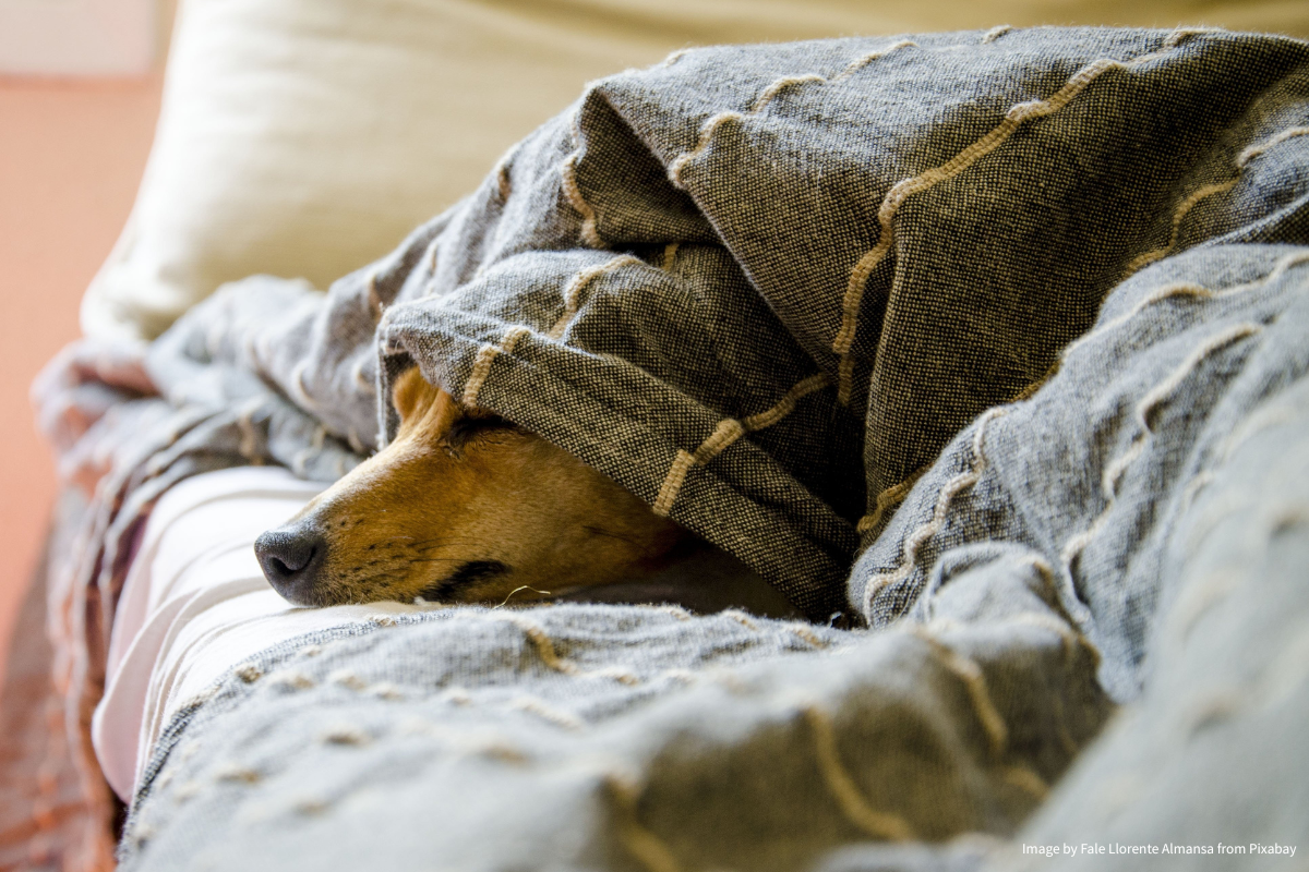 Anzeichen für Stress beim Hund: So erkennst Du die stillen Signale Deines Lieblings