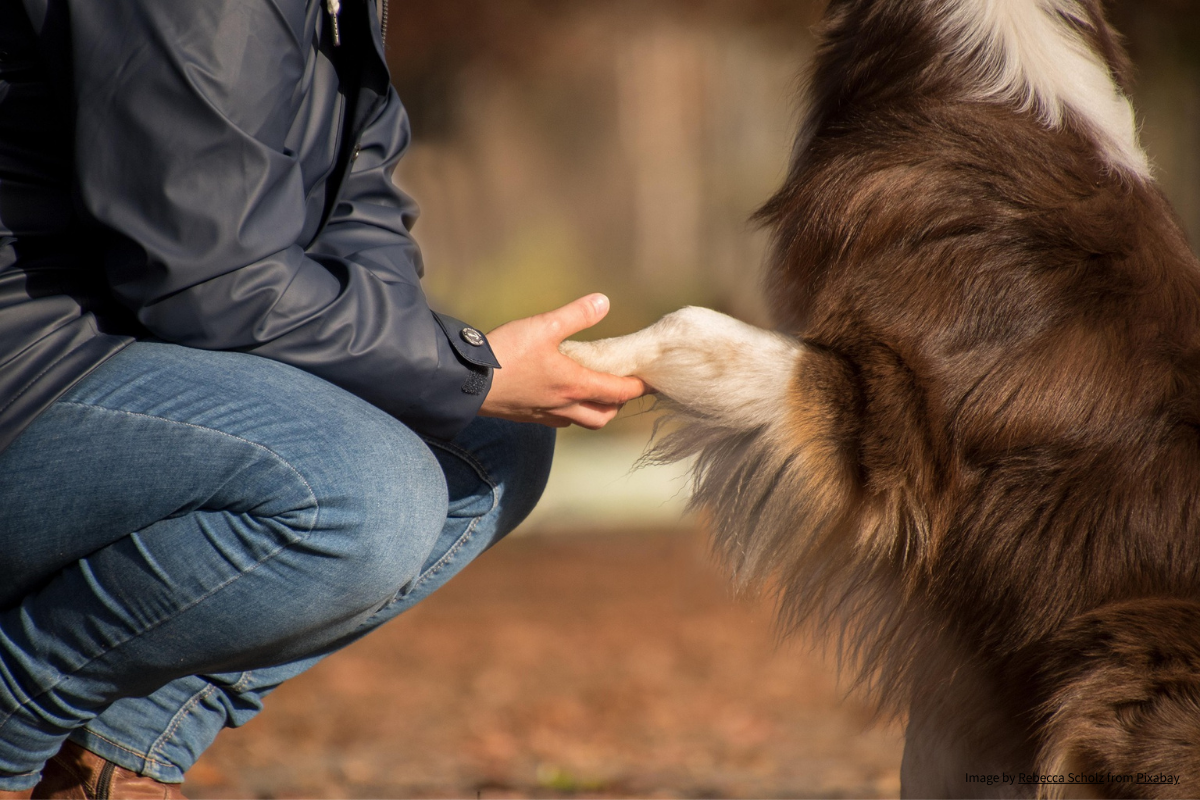 Nervöser oder unsicherer Hund? Ursachen, Symptome und natürliche Unterstützung