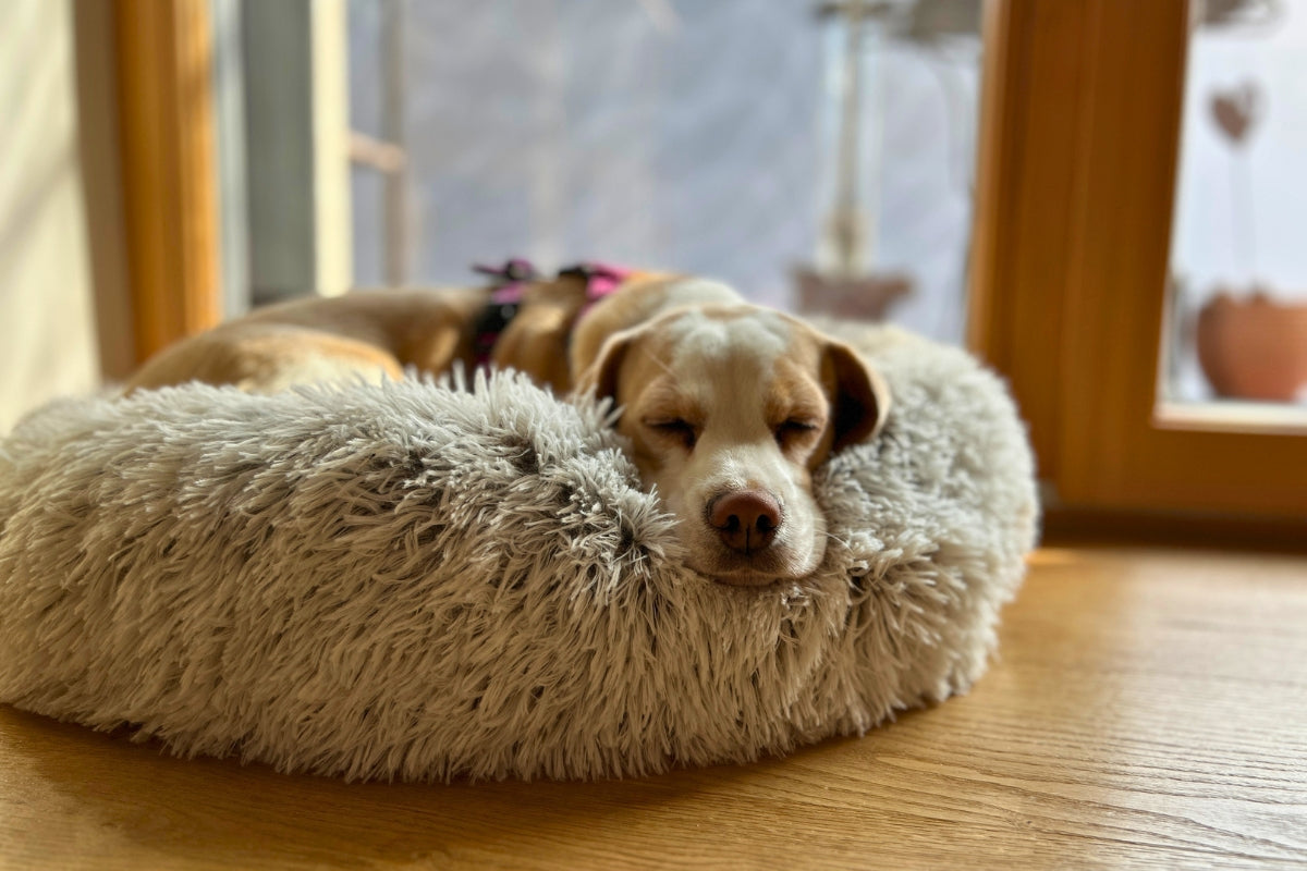Nala schläft entspannt im Körbchen – Zurück in den Alltag mit Hund