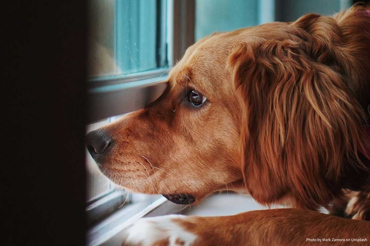 Warum manche Hunde sensibler auf Veränderungen reagieren – und wie Du sie unterstützen kannst