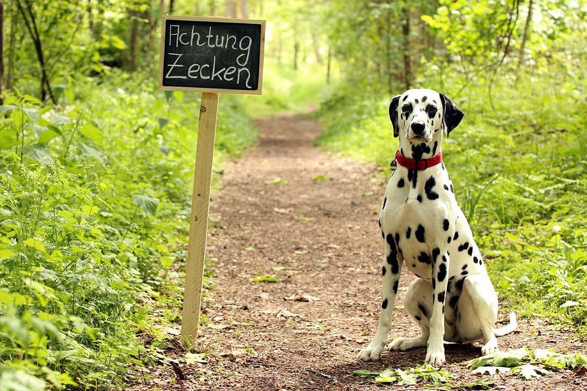 Zecken bei Hunden erfolgreich bekämpfen