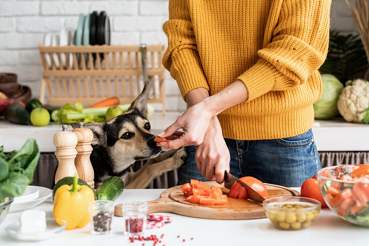 Hund vegan füttern: artgerecht oder sogar ungesund?