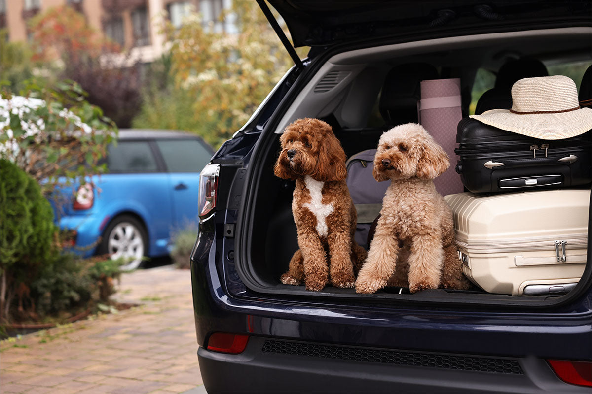 Reisen mit Hund: Snacks & Ernährung unterwegs