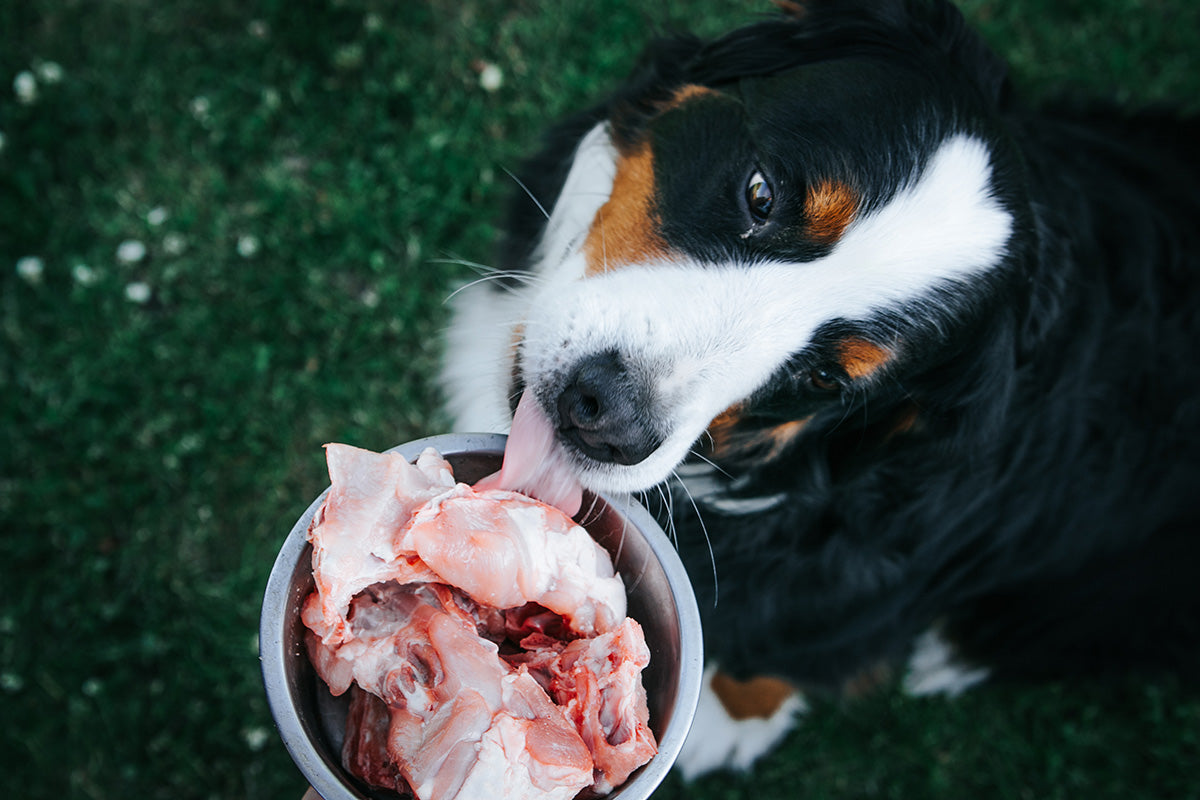 Barfen beim Hund: Natürlich füttern mit System