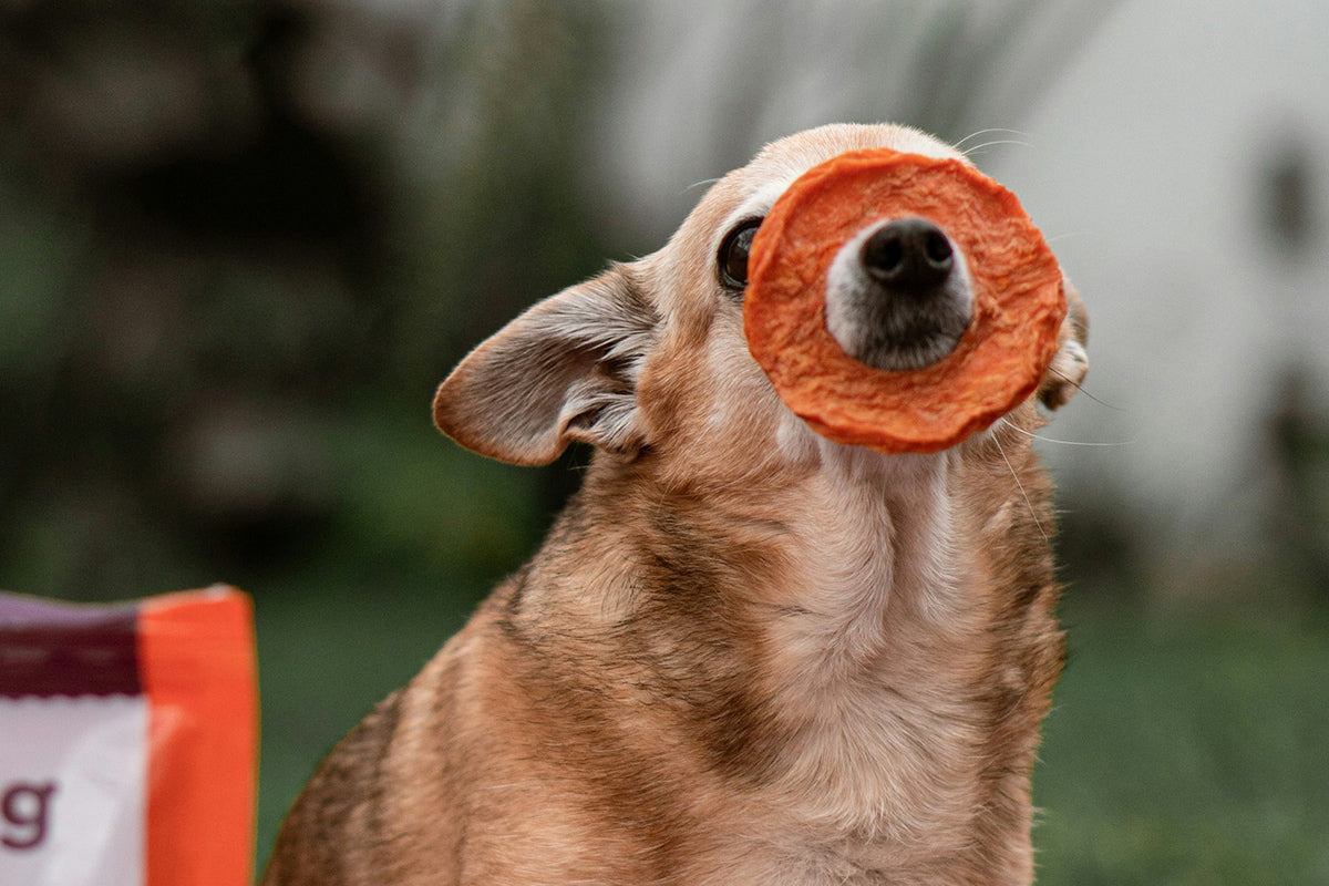 Superfoods für Hunde: Natürliche Unterstützung für Gesundheit und Wohlbefinden