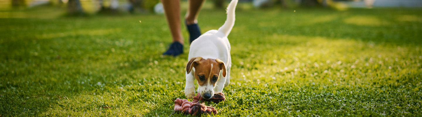 Beschäftigung für Hunde