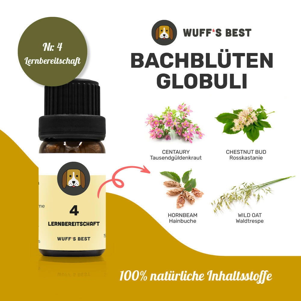 Bachblüten_Lernbereitschaft_Globuli_Nr.4