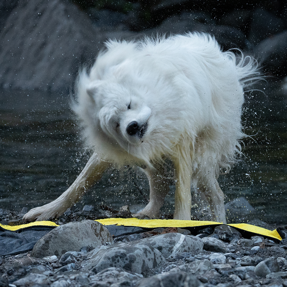 Yuki schüttelt sich auf dem Hundehandtuch