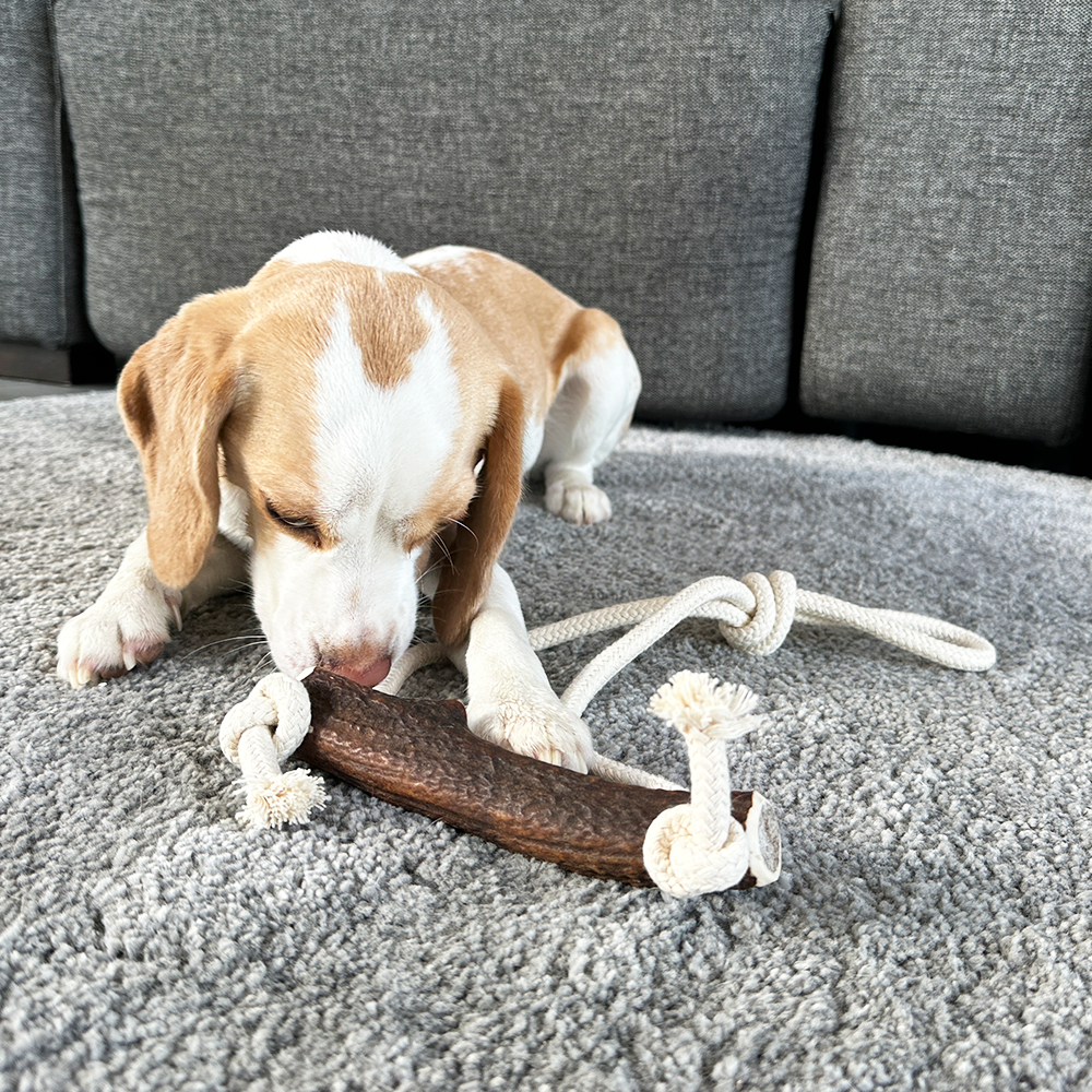 Kauseil für Hunde mit Geweihstück Beagle