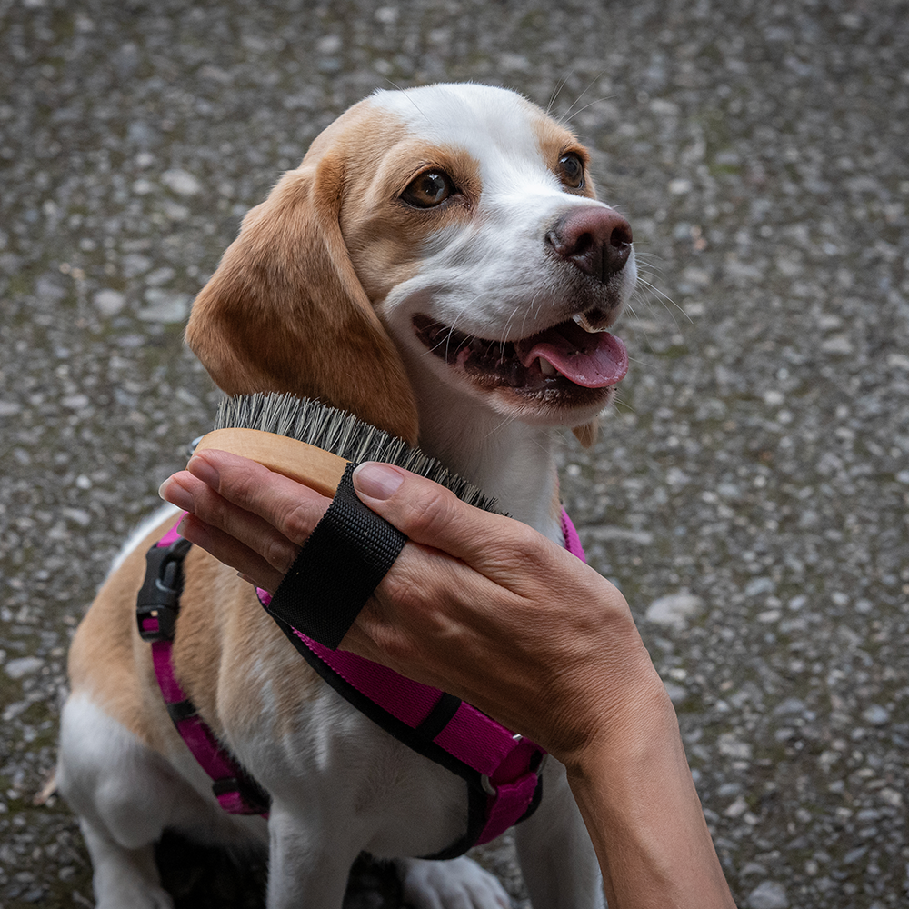 Kurzhaarbürste für die Fellpflege eines Beagles