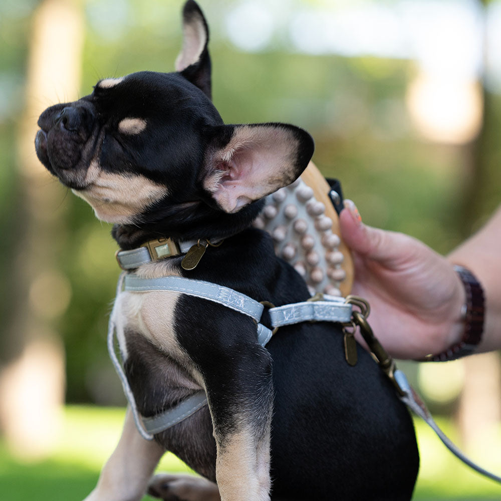 Massagebürste für Hunde