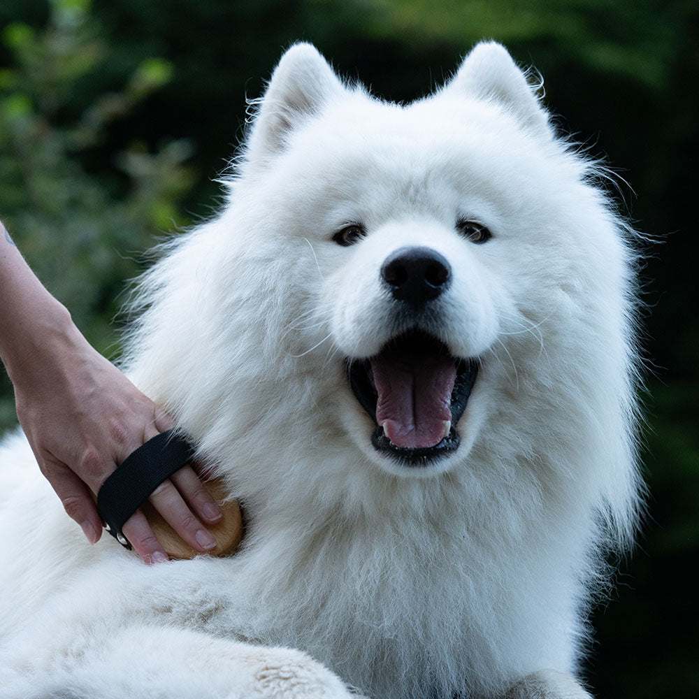 Massagebürste für Hunde