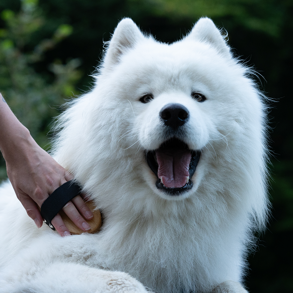 Yuki geniesst die Massagebürste