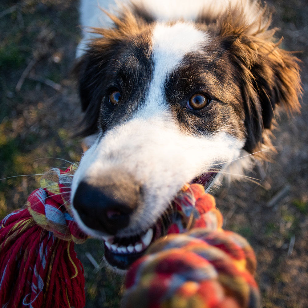 Spieltau für Hunde aus Baumwolle