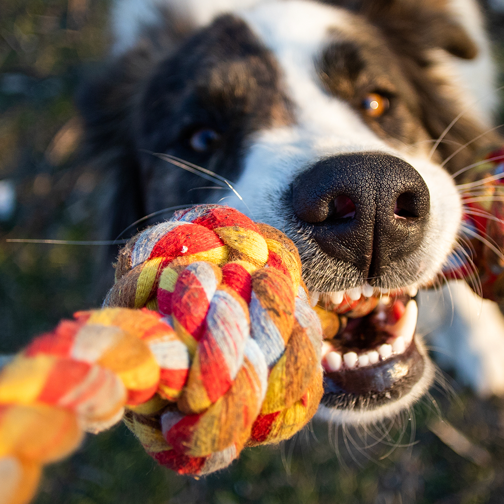 Buntes Zerrspielzeug für Hunde