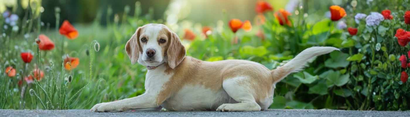 Headerimage_Beagledame_Nala_vor_Mohnblumen_liegend