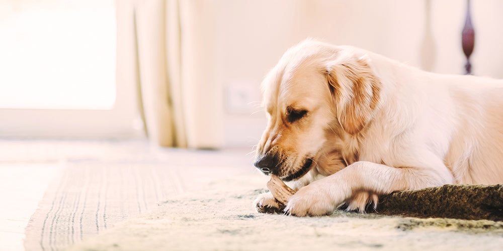 Kauholz & Kauwurzeln