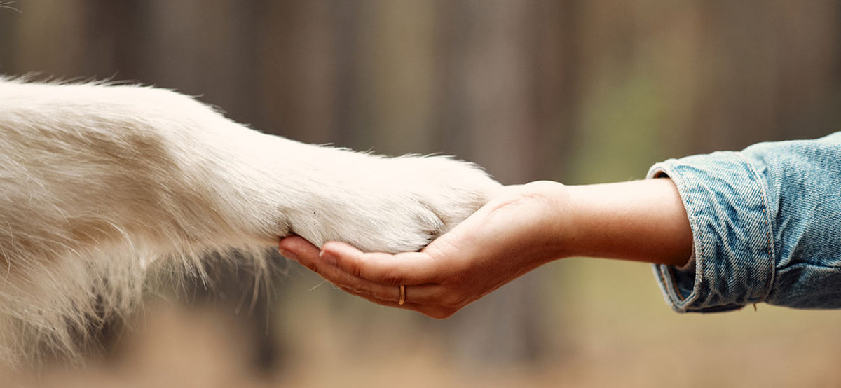 Unser Ansatz: Ganzheitlich gesunde Hunde