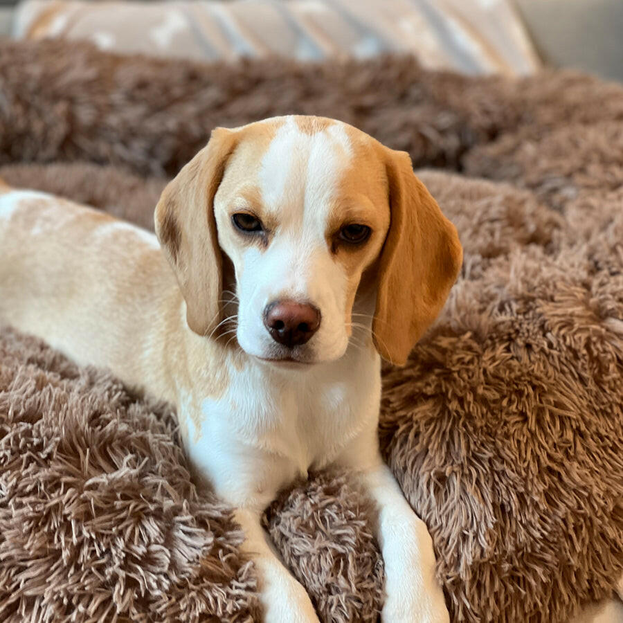 Hundebett mit Beagle Nala